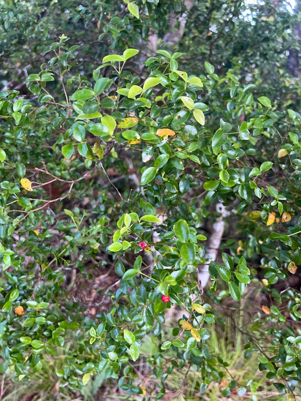 Syzygium deplanchei — houseplant care guide