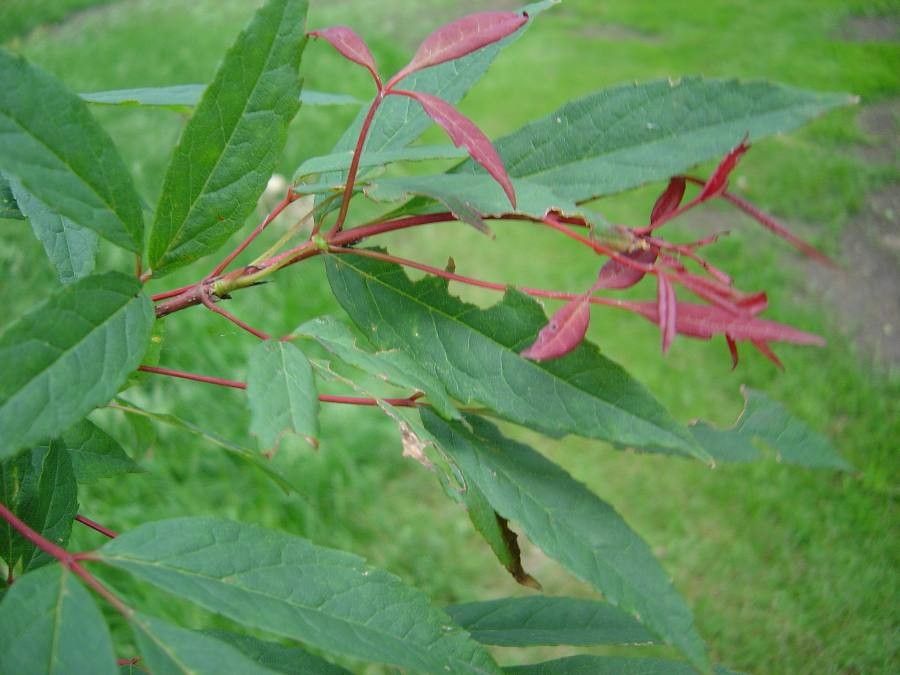 Acer mandshuricum — search result for 'Acer'