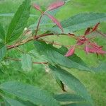 Acer mandshuricum
