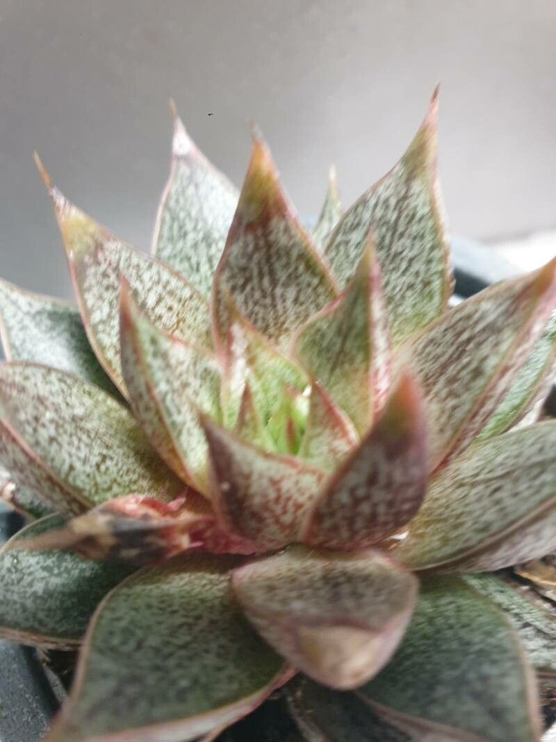 Echeveria purpusiorum — search result for 'Echeveria'