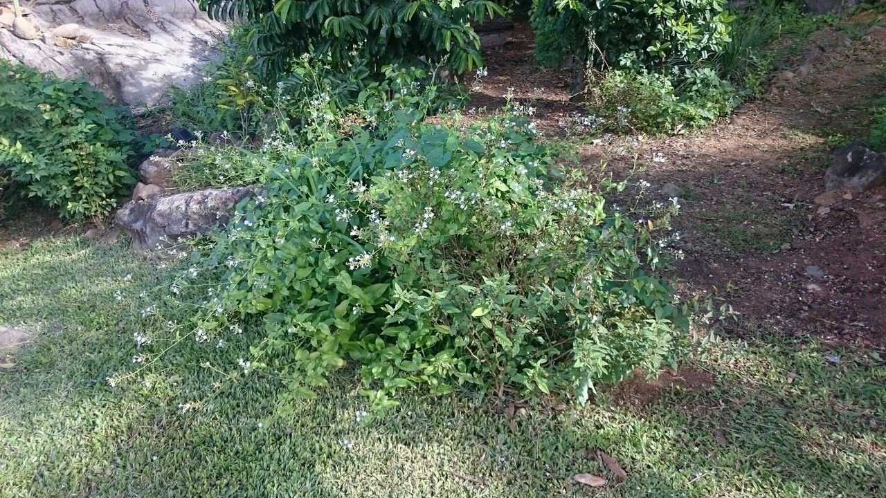 Plumbago scandens habit