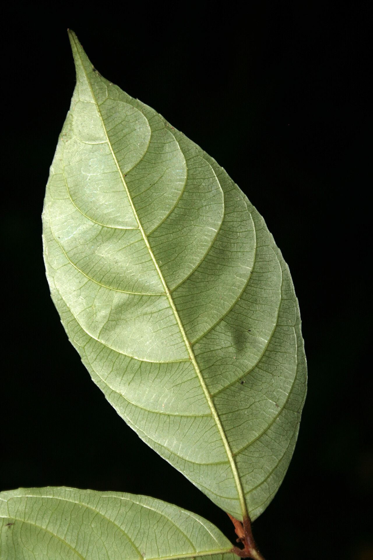 Rinorea pubiflora leaf