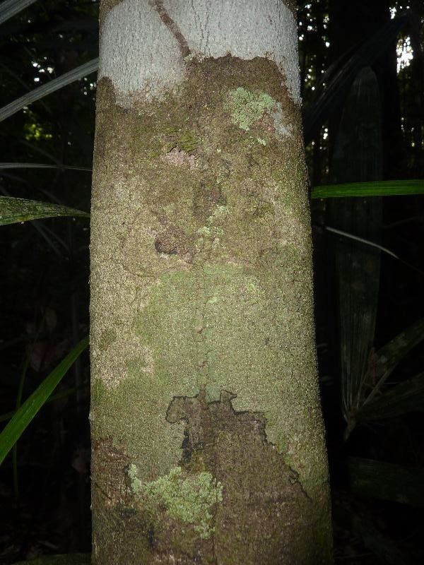 Peltogyne venosa bark
