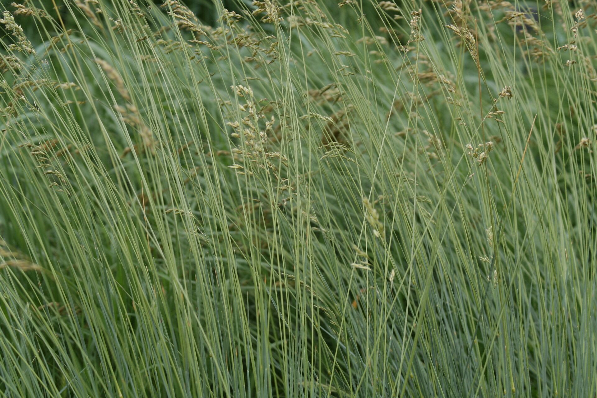 Helictotrichon sempervirens habit