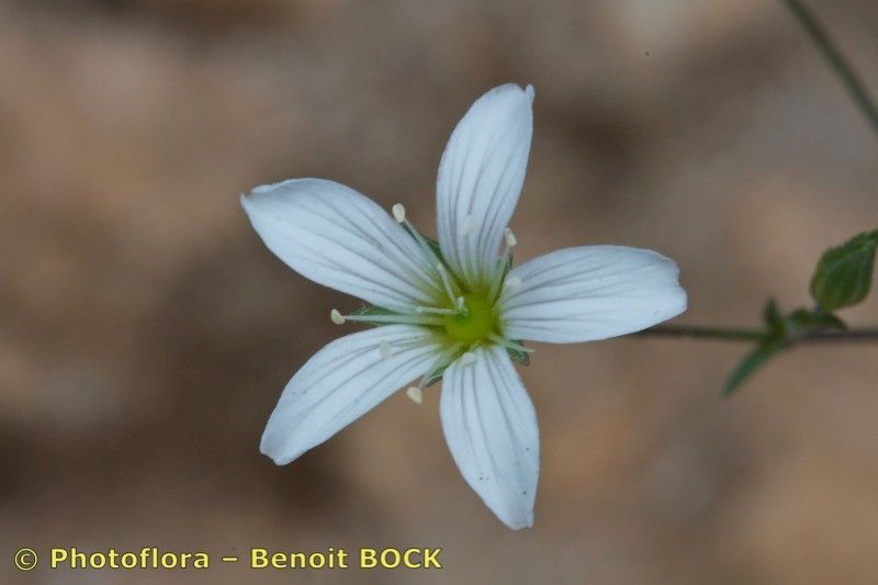 Arenaria cinerea — houseplant care guide