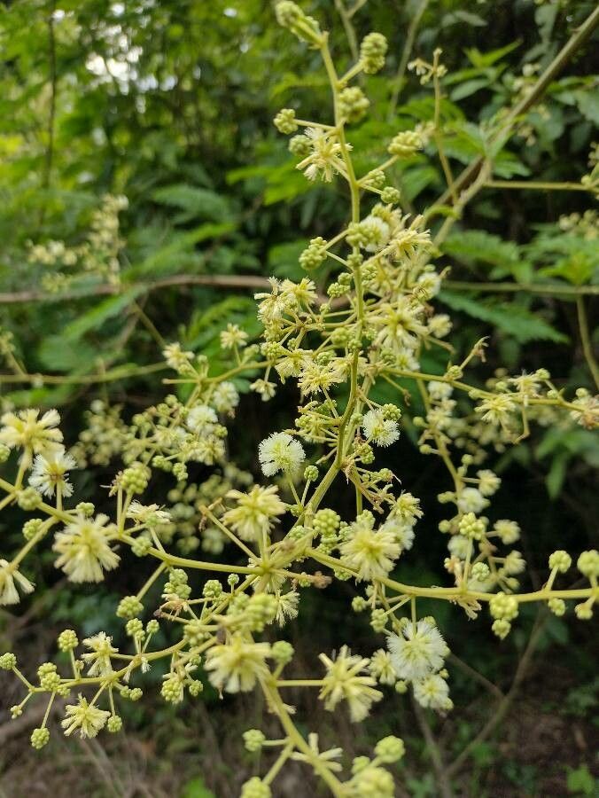 Acacia gaumeri flower