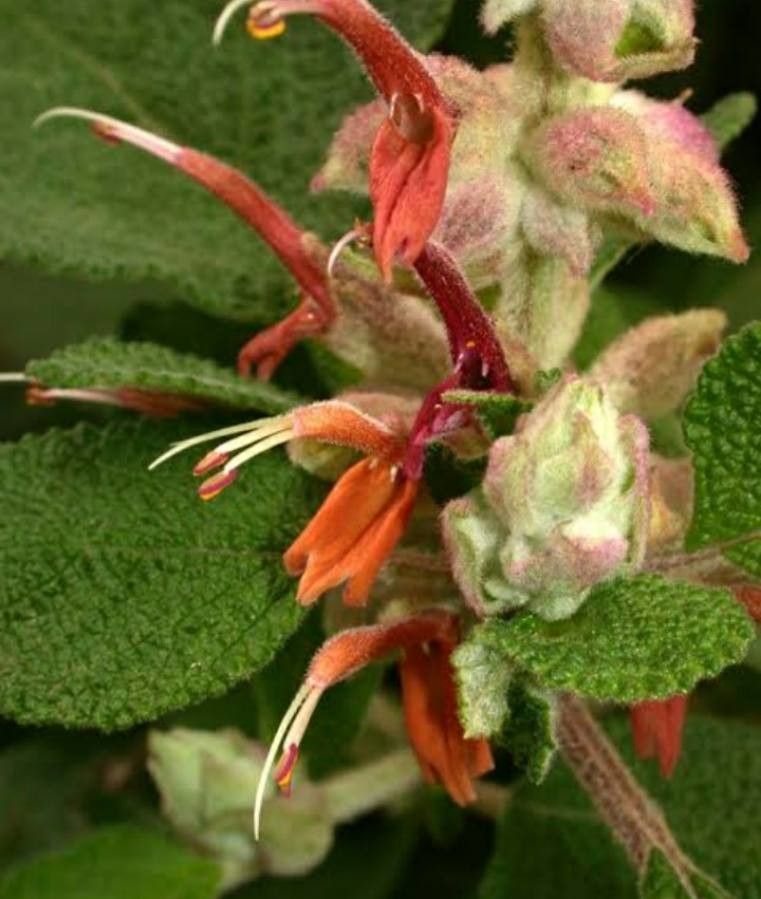 Salvia lasiantha — houseplant care guide