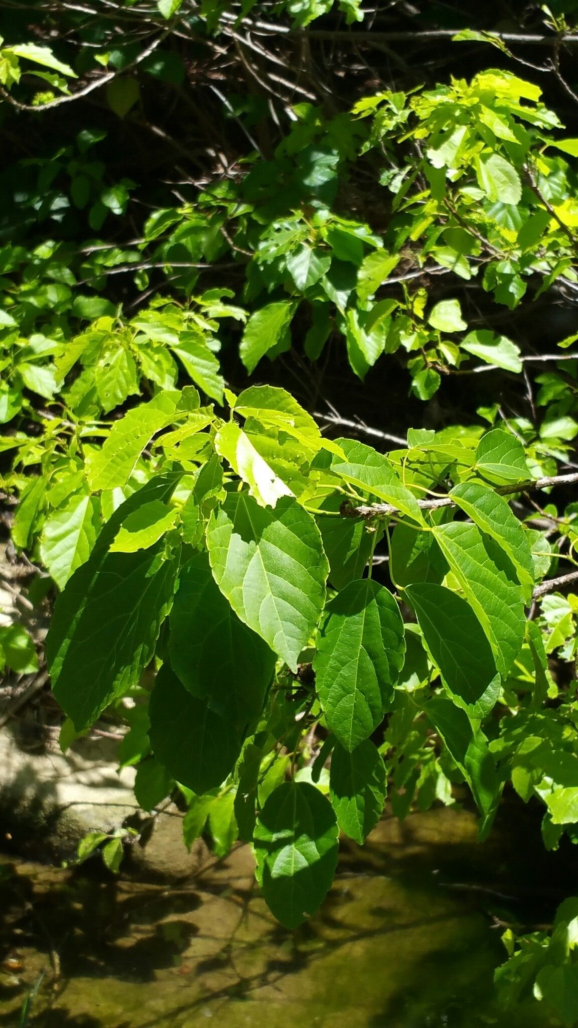 Alchornea alnifolia — related species from the same genus