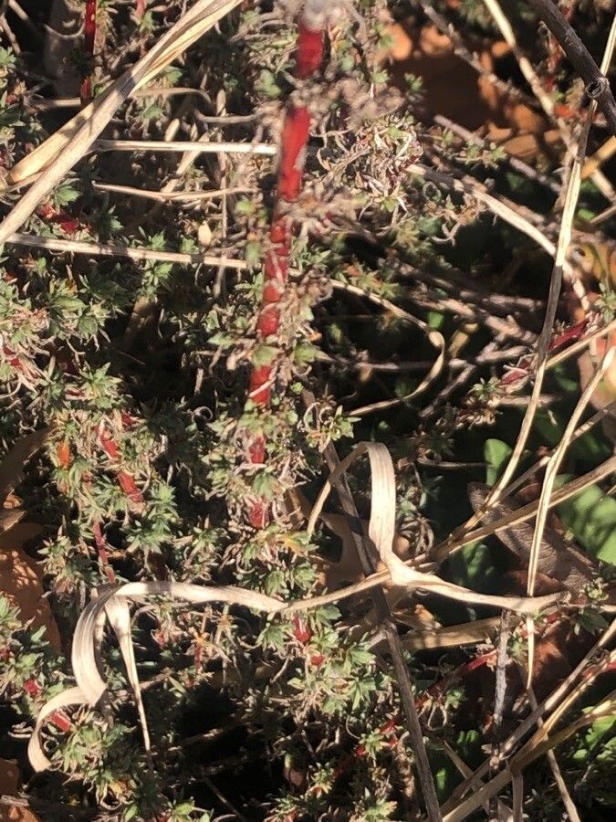 Bassia prostrata — search result for 'Bassia'