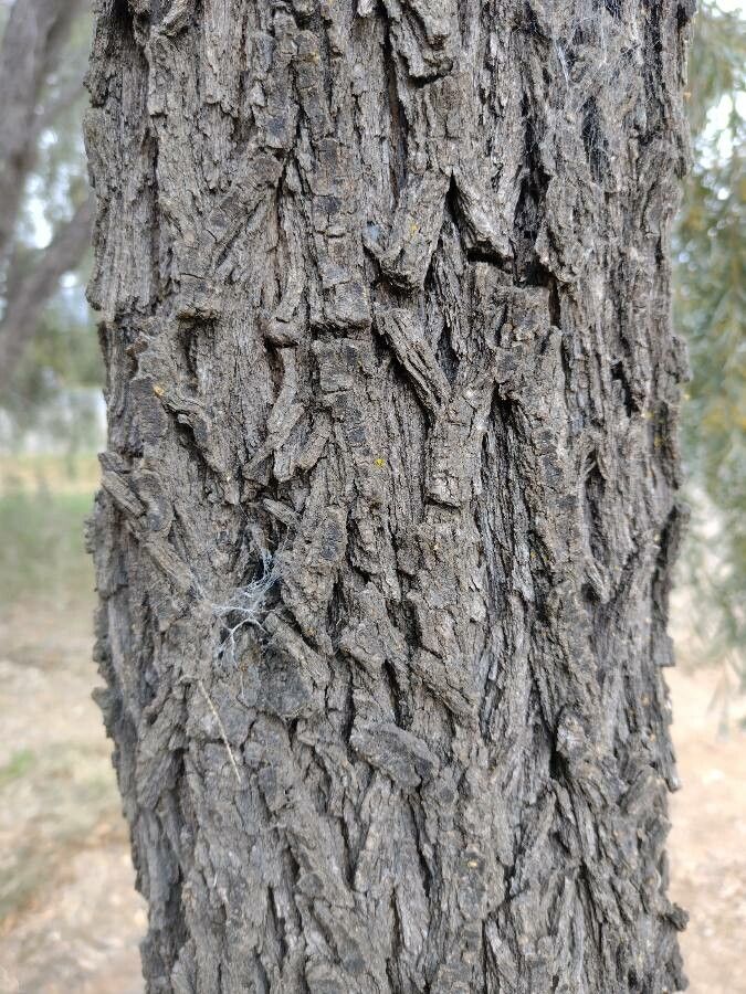 Acacia pendula bark