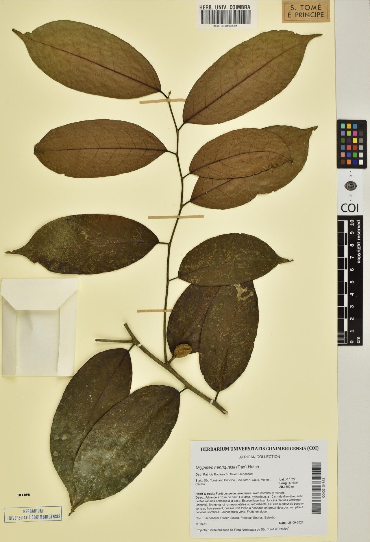 Drypetes henriquesii — houseplant care guide