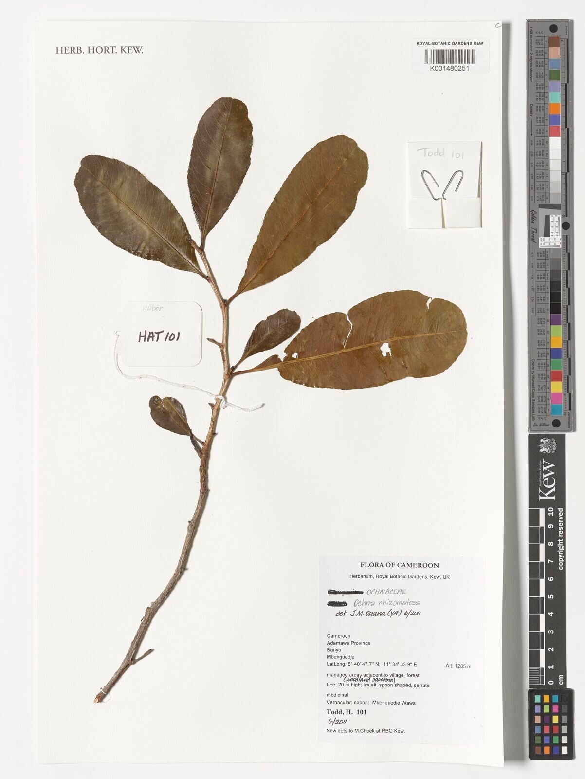 Ochna rhizomatosa — houseplant care guide