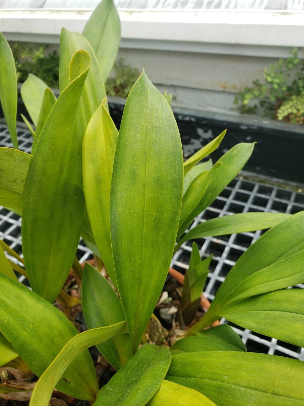 Cymbidium tigrinum — search result for 'Cymbidium'