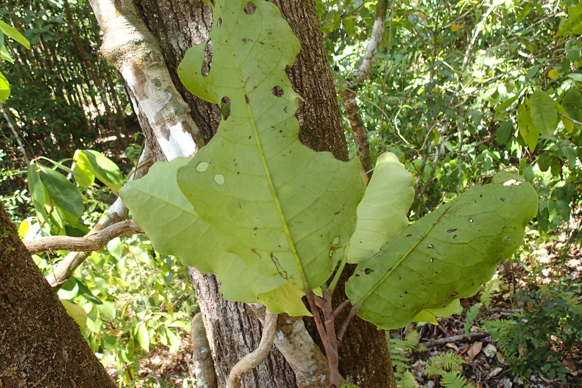 Geijera balansae — related species from the same genus