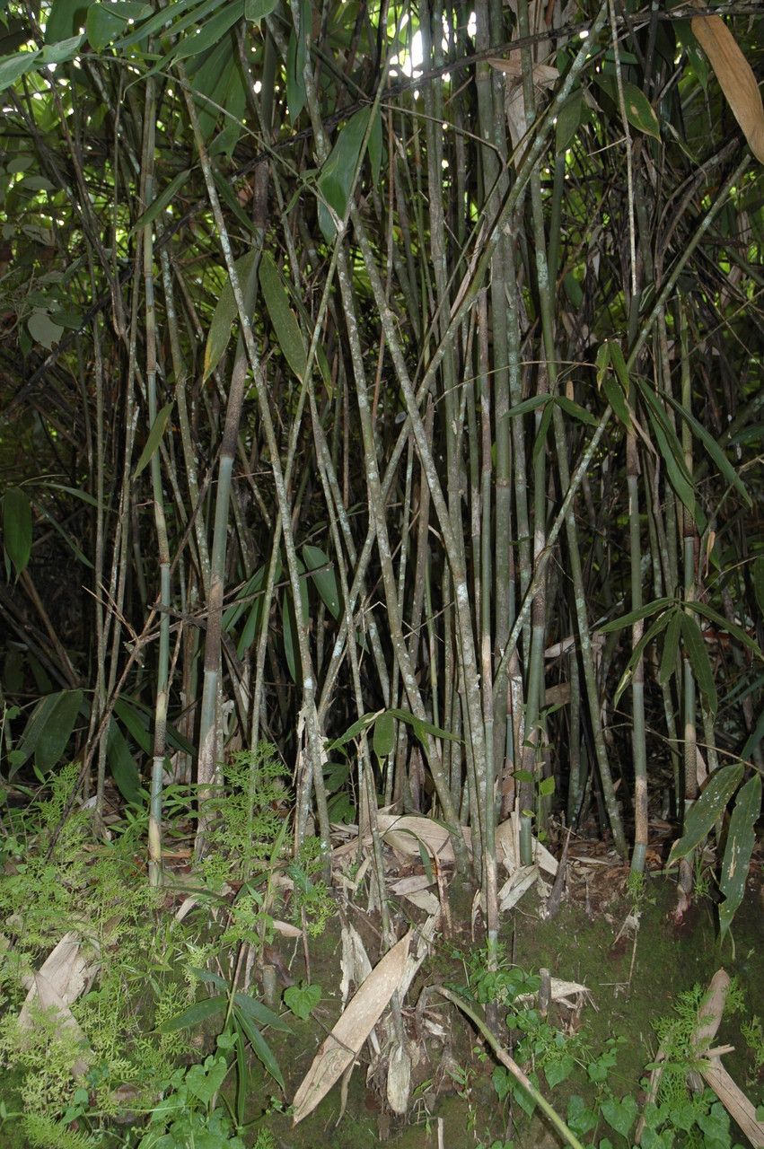 Ochlandra scriptoria habit