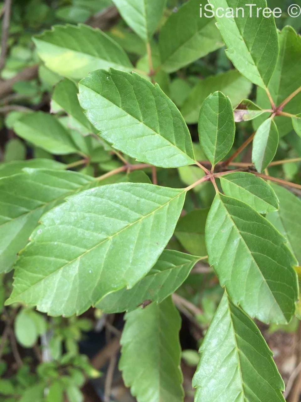 Vitex harveyana leaf