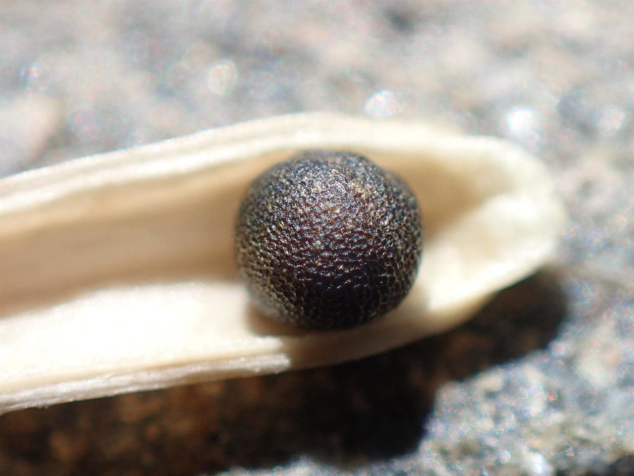 Coincya richeri fruit