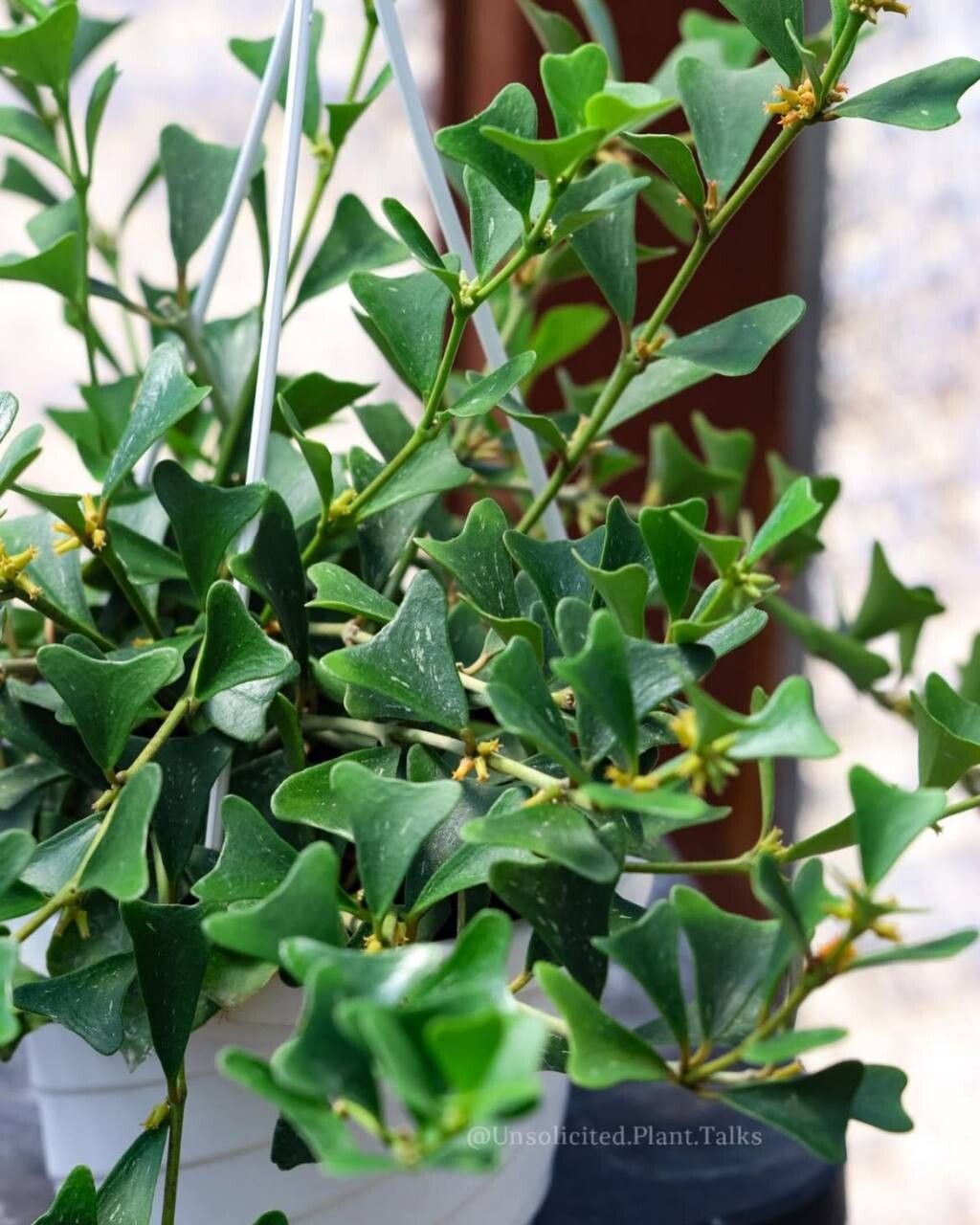 Hoya manipurensis leaf