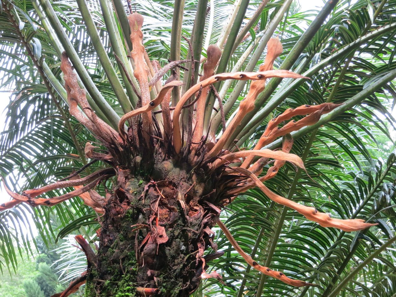 Cycas rumphii flower