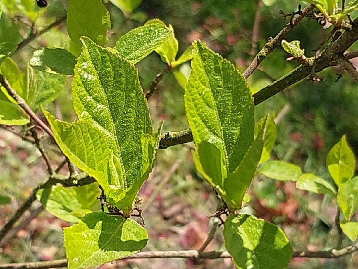 Callicarpa membranacea leaf