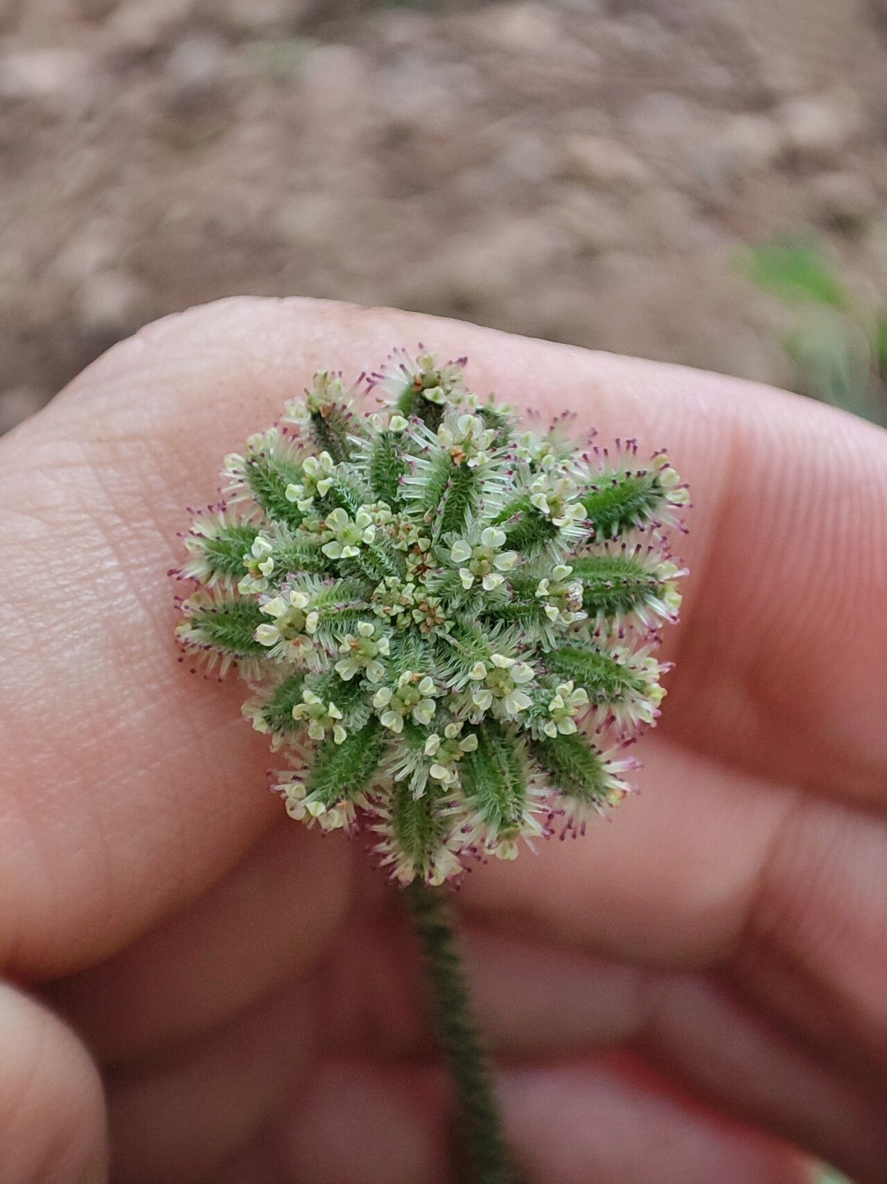 Daucus incognitus flower