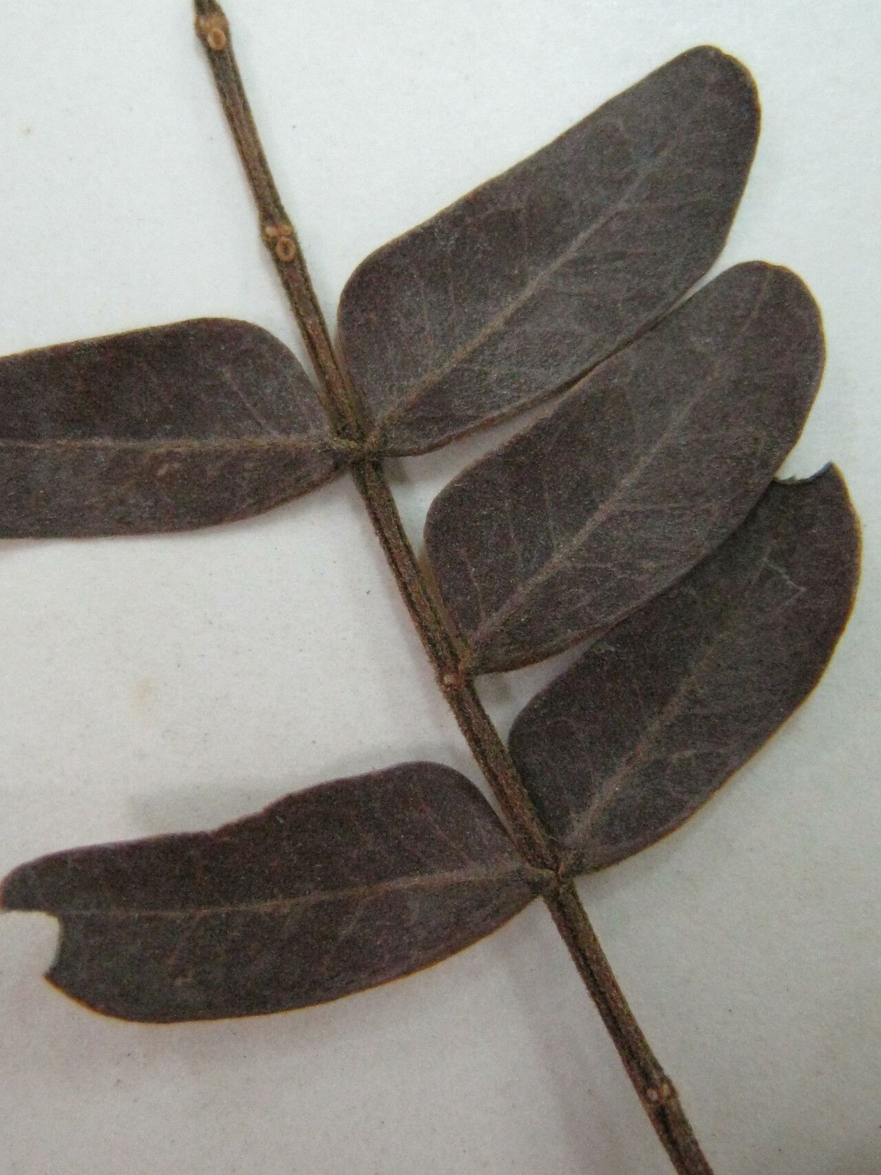 Abarema curvicarpa other