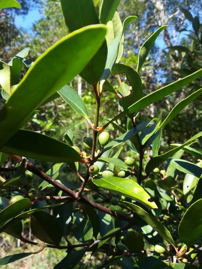 Garcinia balansae fruit