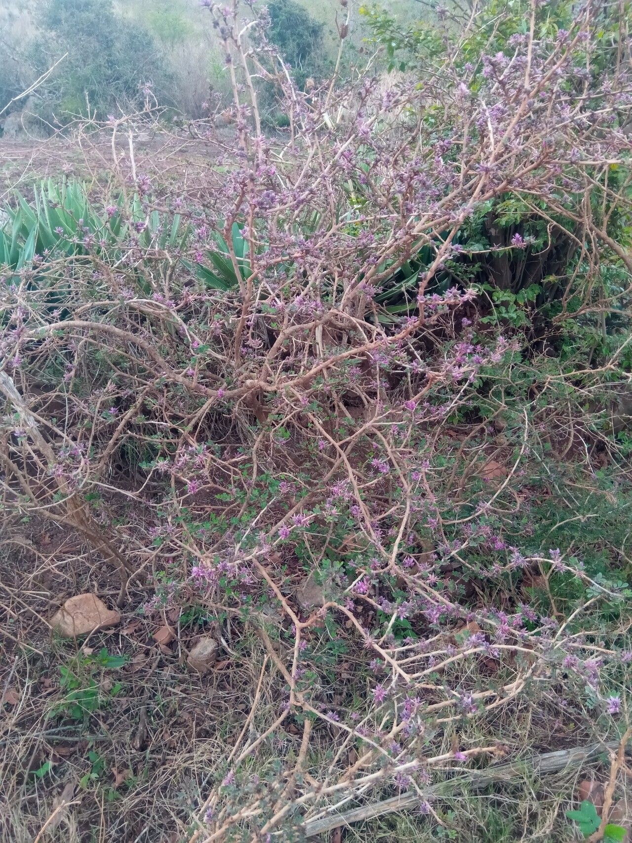 Indigofera leucoclada habit