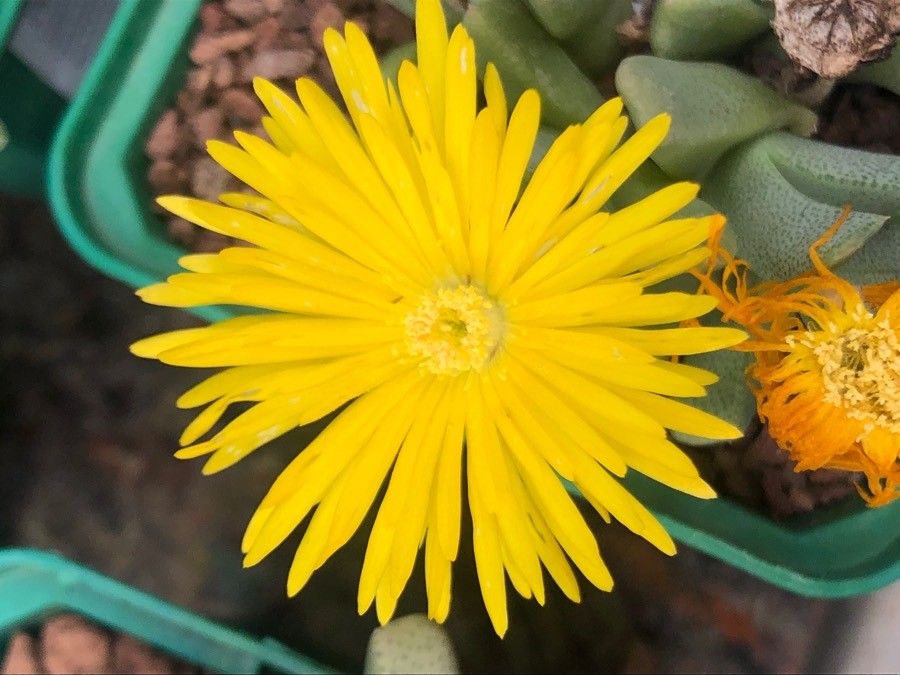 Cheiridopsis denticulata flower