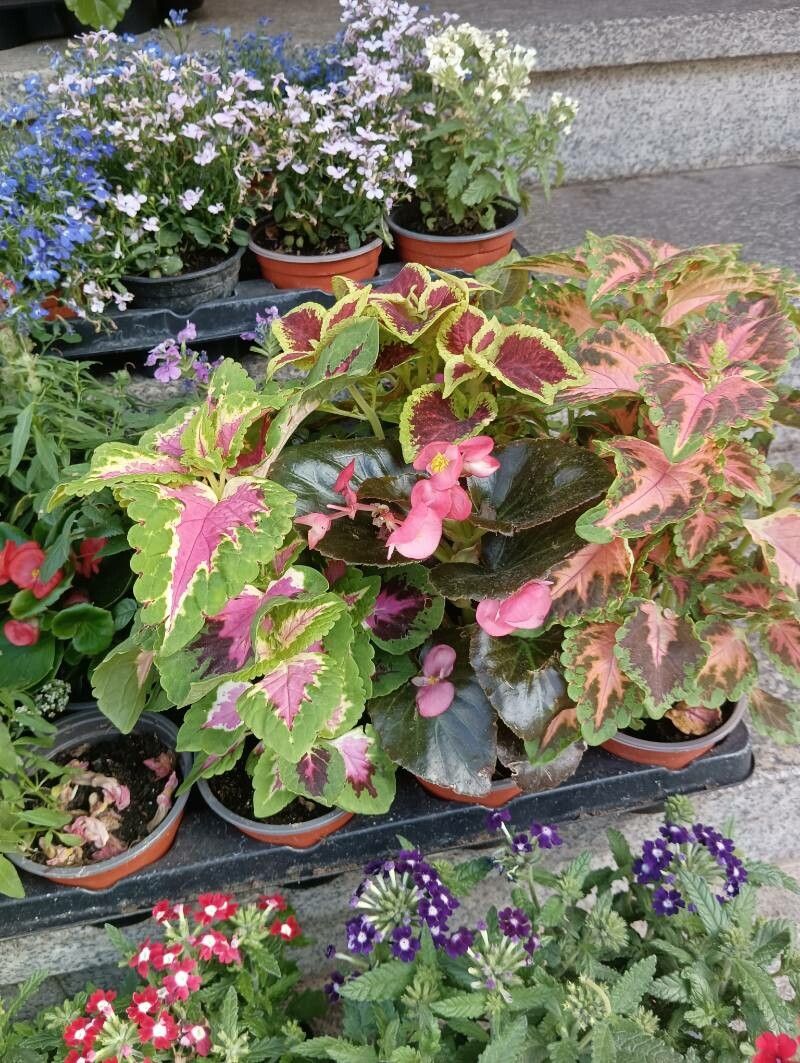 Solenostemma argel flower