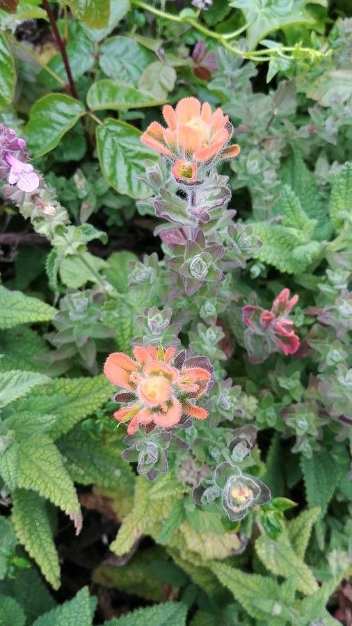 Castilleja mendocinensis — search result for 'Castilleja'