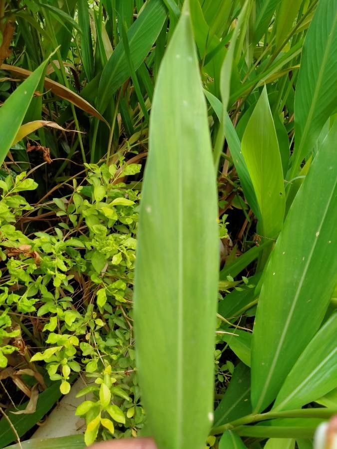 Alpinia calcarata leaf