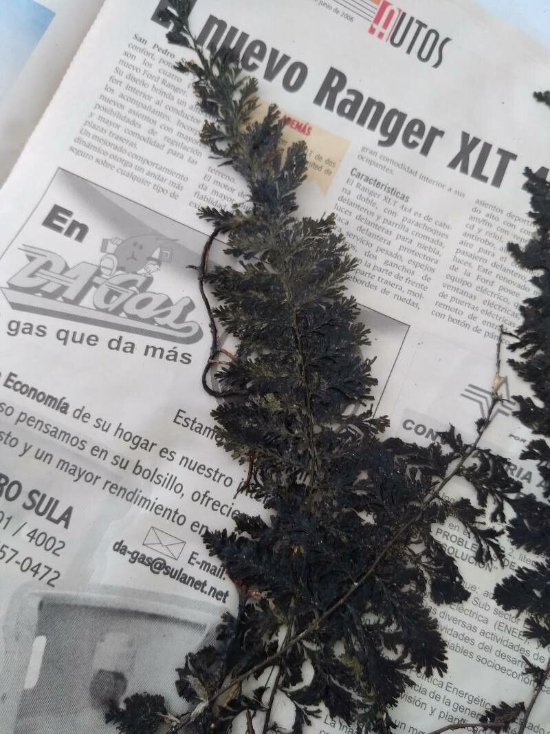 Trichomanes radicans — houseplant care guide