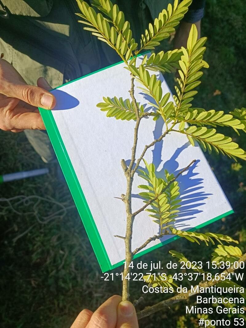 Machaerium scleroxylon leaf