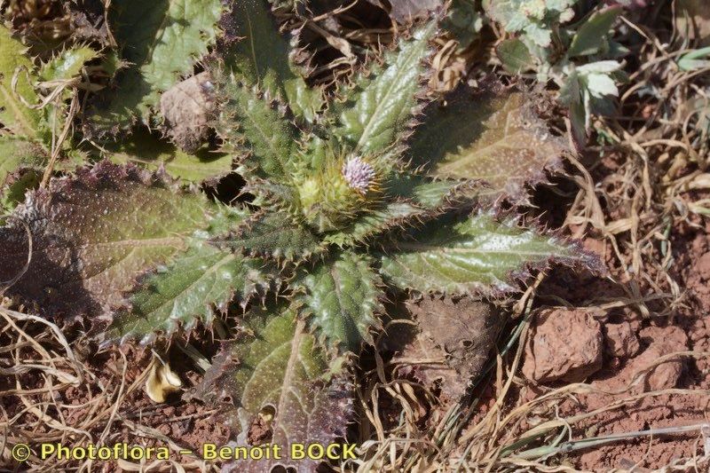 Carduus bourgaei habit
