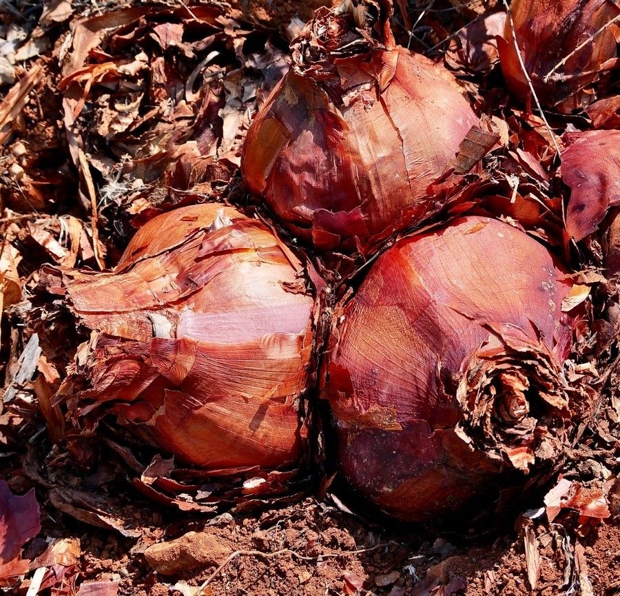 Drimia numidica fruit