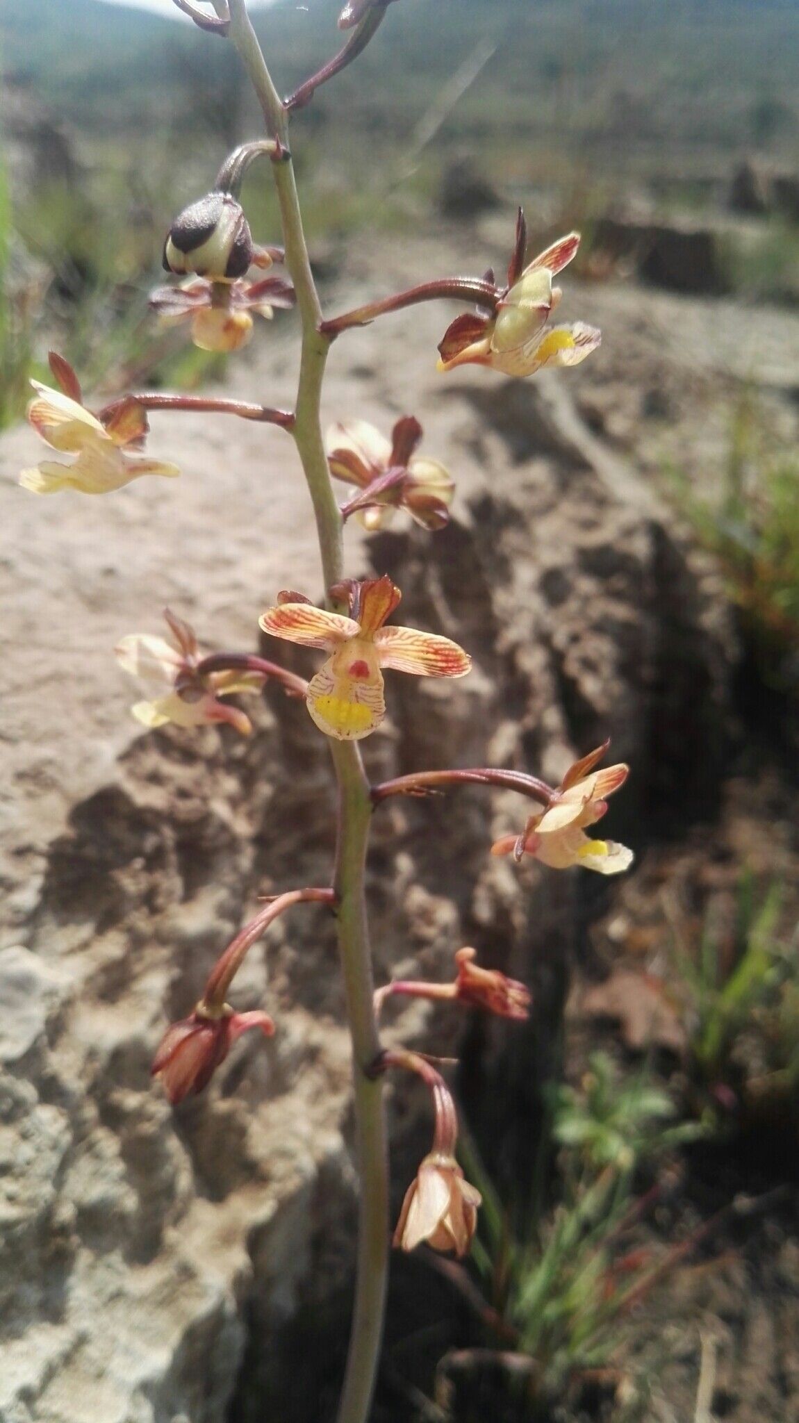 Eulophia clitellifera flower