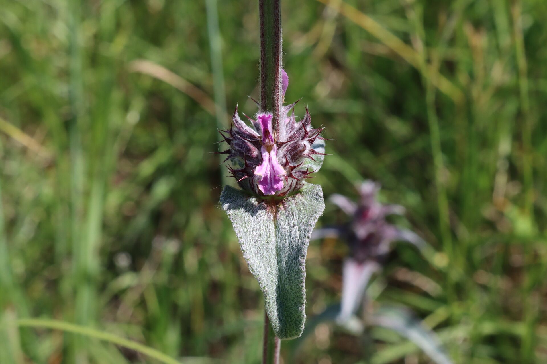 Stachys thirkei flower