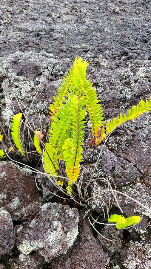 Nephrolepis abrupta flower