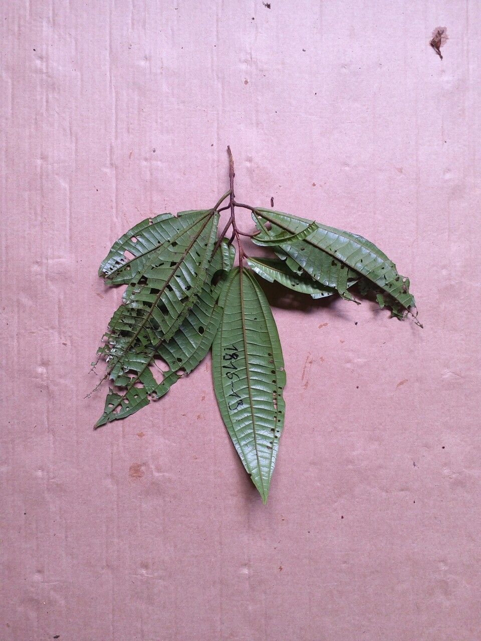 Miconia ruficalyx — houseplant care guide