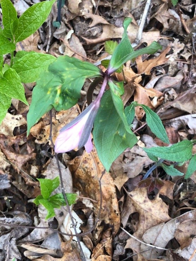 Trillium catesbaei — related species from the same genus