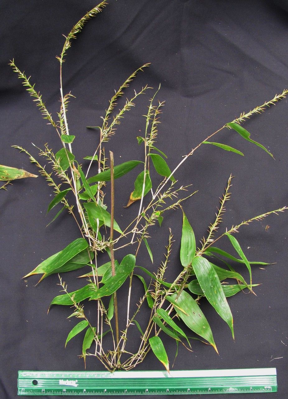 Chusquea virgata other