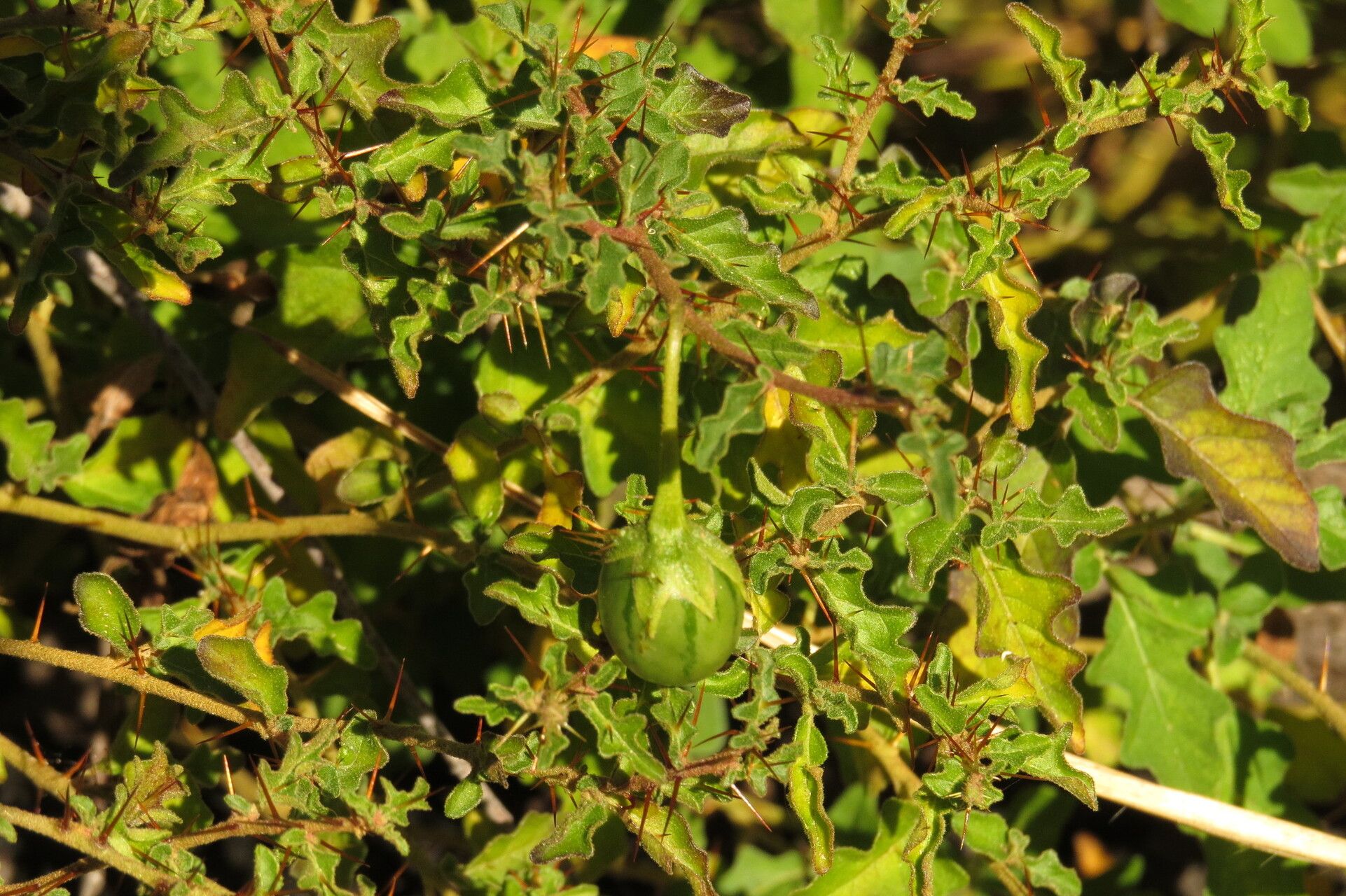 Solanum graniticum fruit