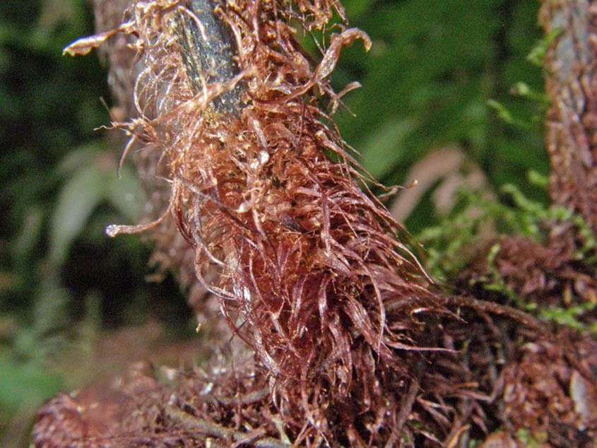 Asplenium serra fruit