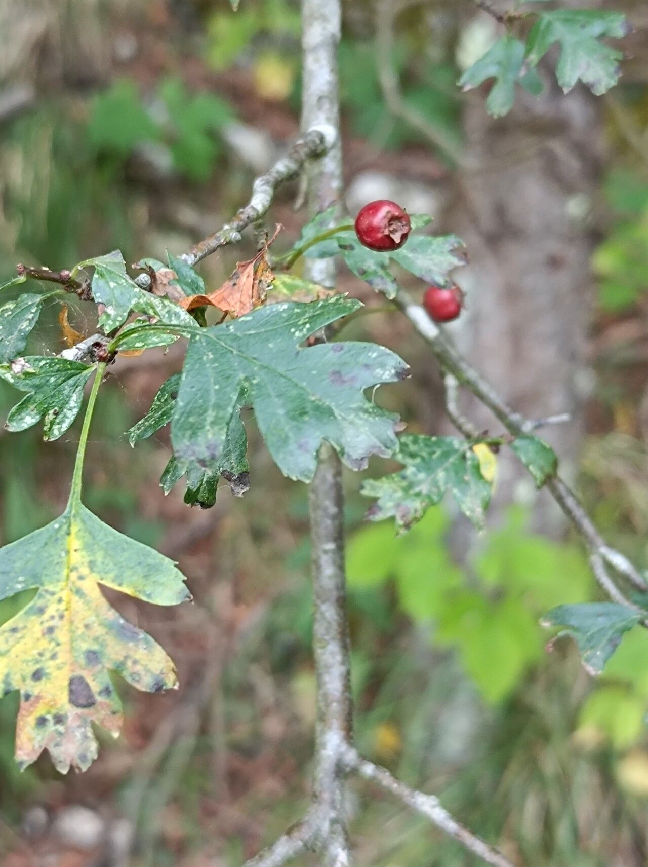 Crataegus × media fruit