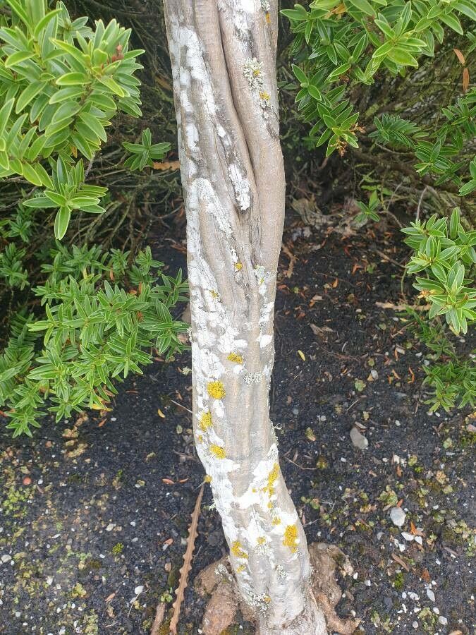 Pseudopanax ferox bark