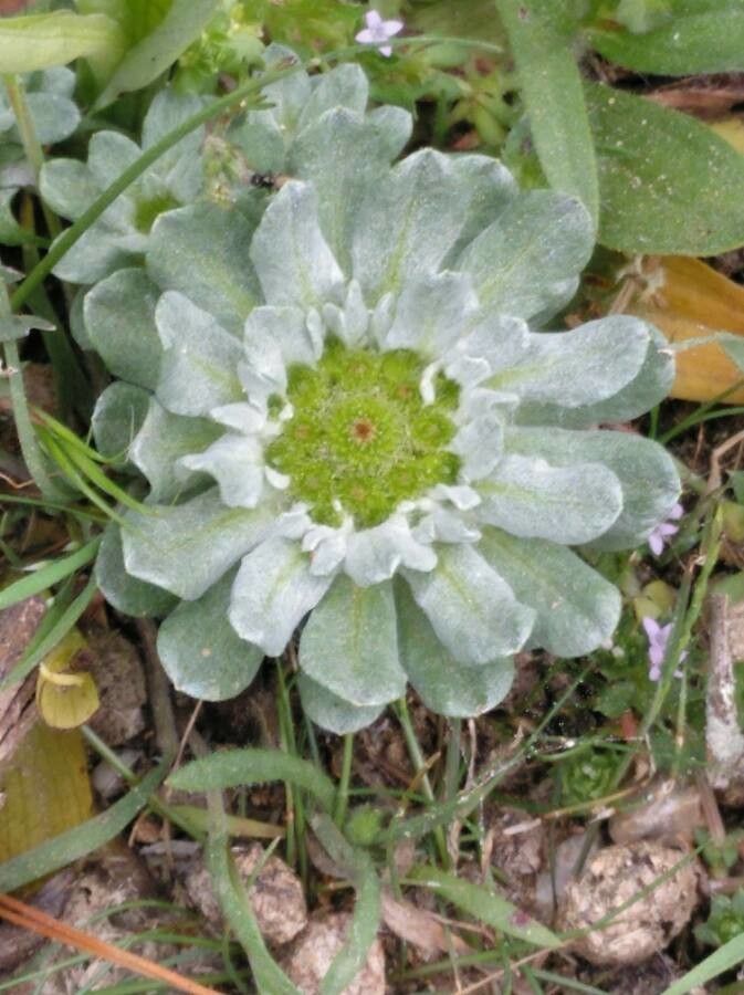 Filago pygmaea flower