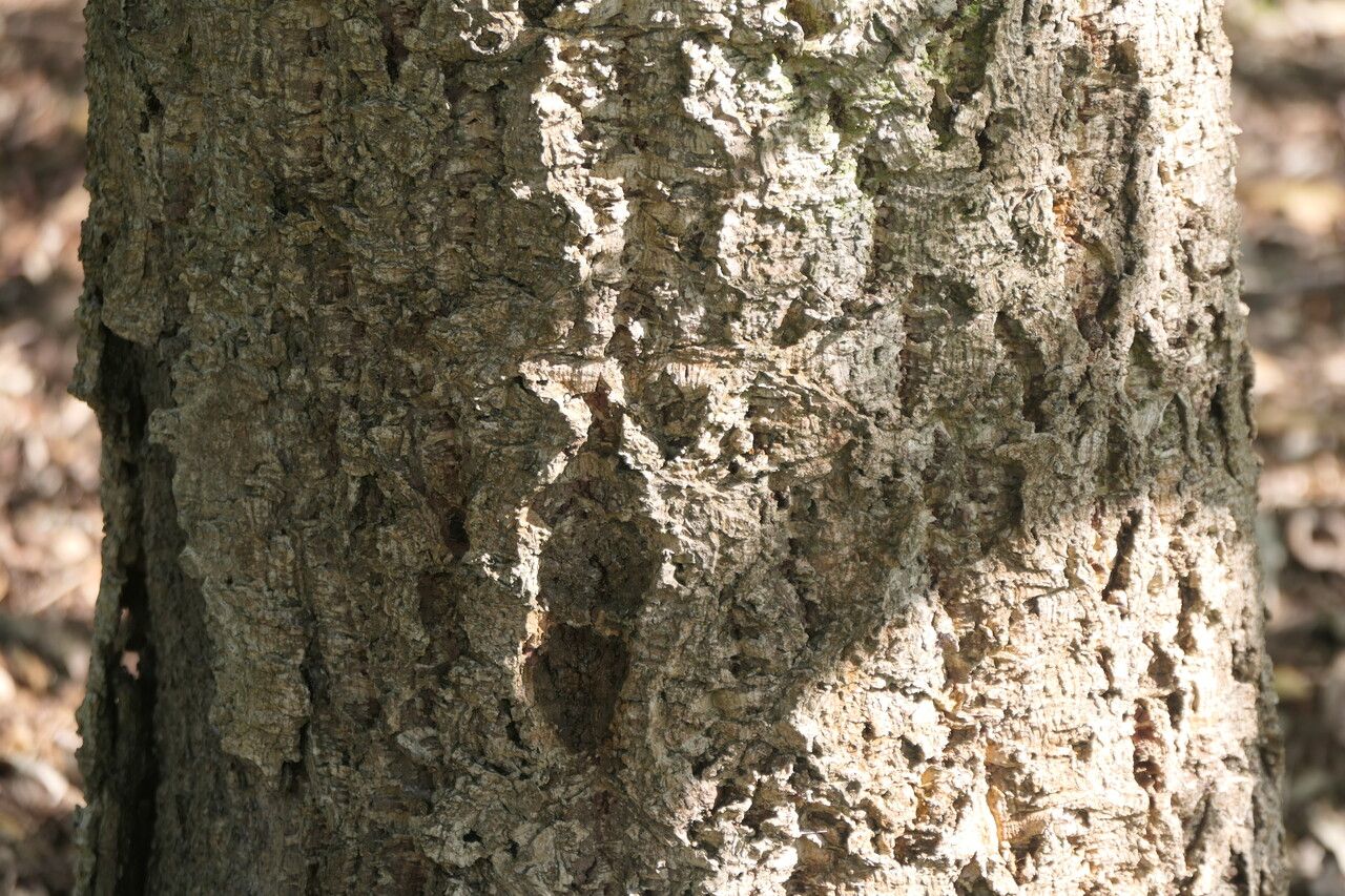 Quercus crenata bark