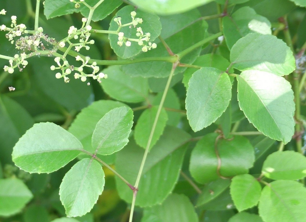Cayratia trifolia — search result for 'Vitaceae'