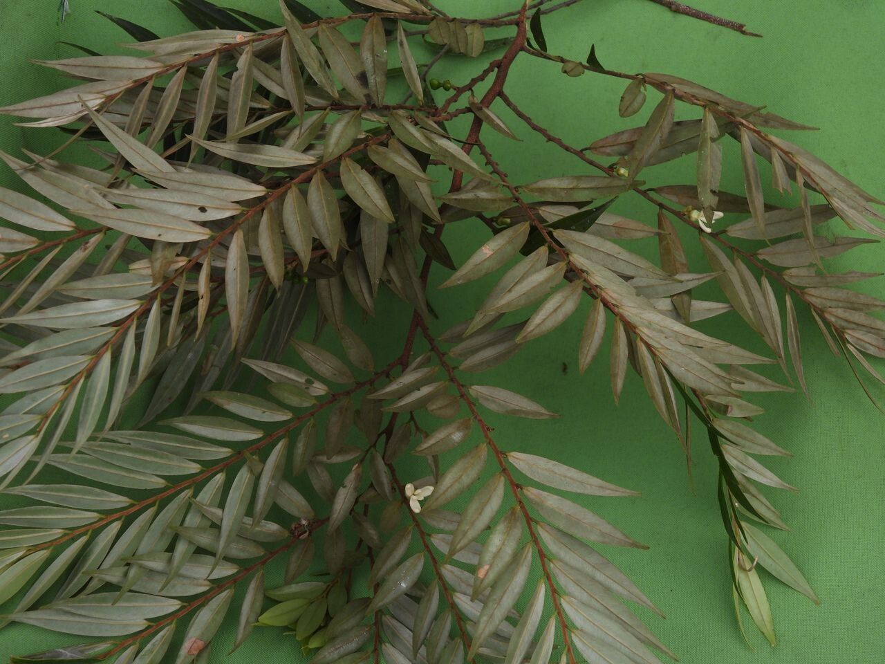 Xylopia discreta — search result for 'Suriname'